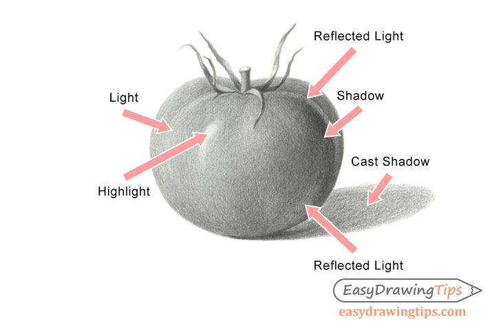 Tomato drawing light and shadow labels