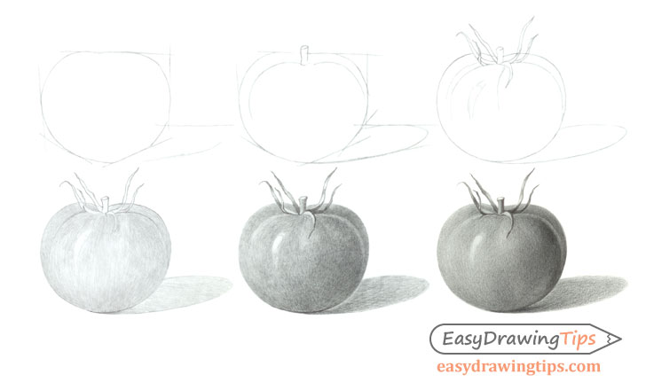 Tomato in pencil colour sketch simple style Vector Image