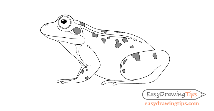 How to draw a frog easy step by step - video Dailymotion-saigonsouth.com.vn