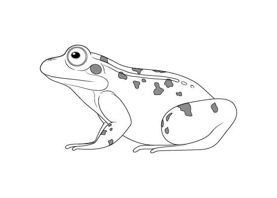 Frog drawing tutorials