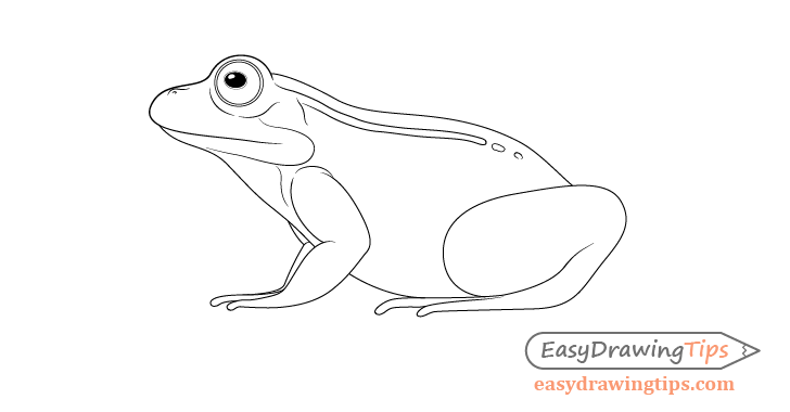 Frog line drawing