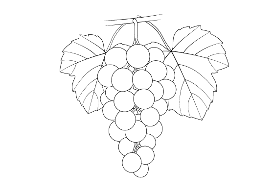 Grape drawing tutorial