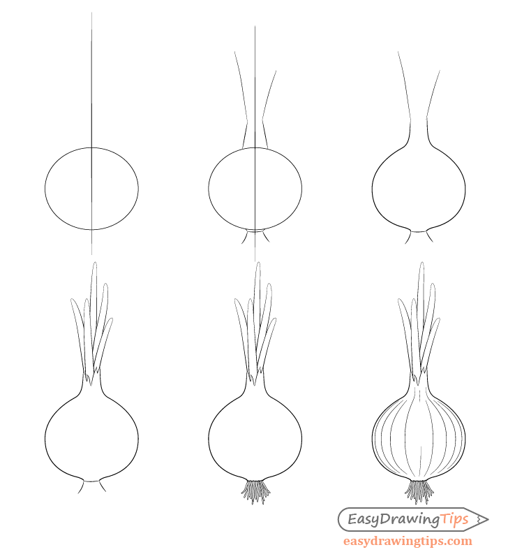 Onion drawing step by step