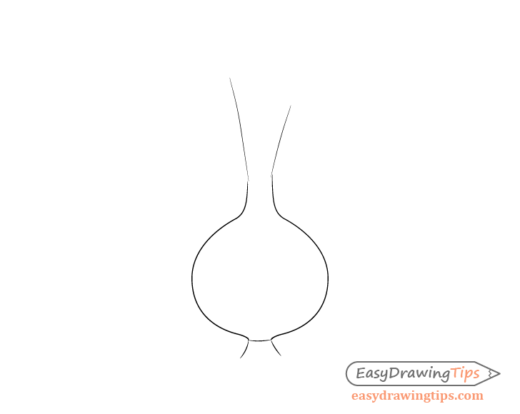 Onion bulb outer shape drawing