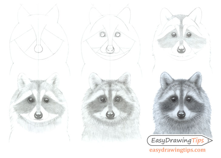 How to Draw a Raccoon Face Step by Step - EasyDrawingTips