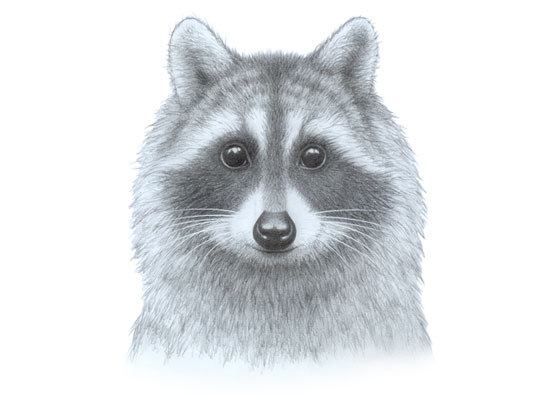 Raccoon face drawing tutorial