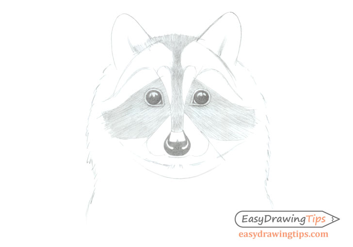 Raccoon face starting shading