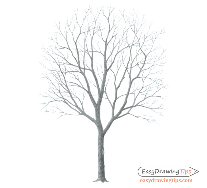 How to Draw a Detailed Tree 11 Steps with Pictures  wikiHow