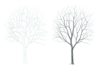 How to Draw a Tree Step by Step Tutorial