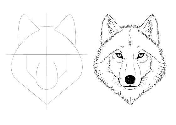 Wolf face drawing tutorial