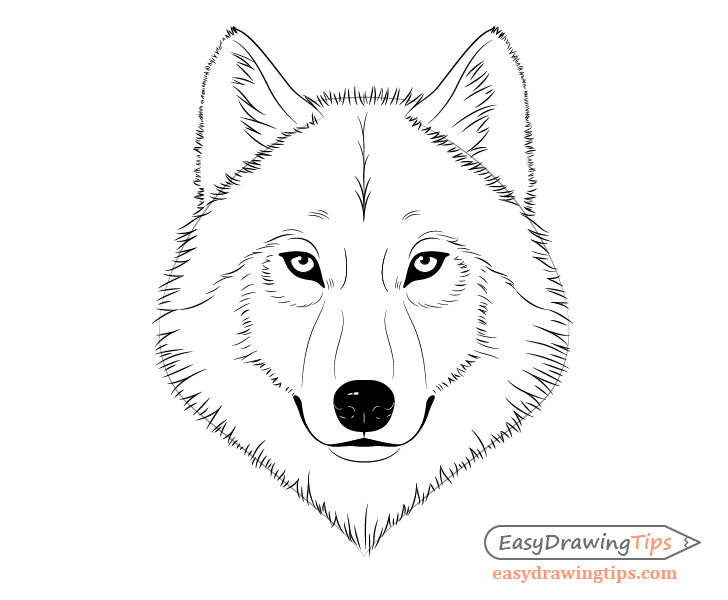 Wolf face fur drawing