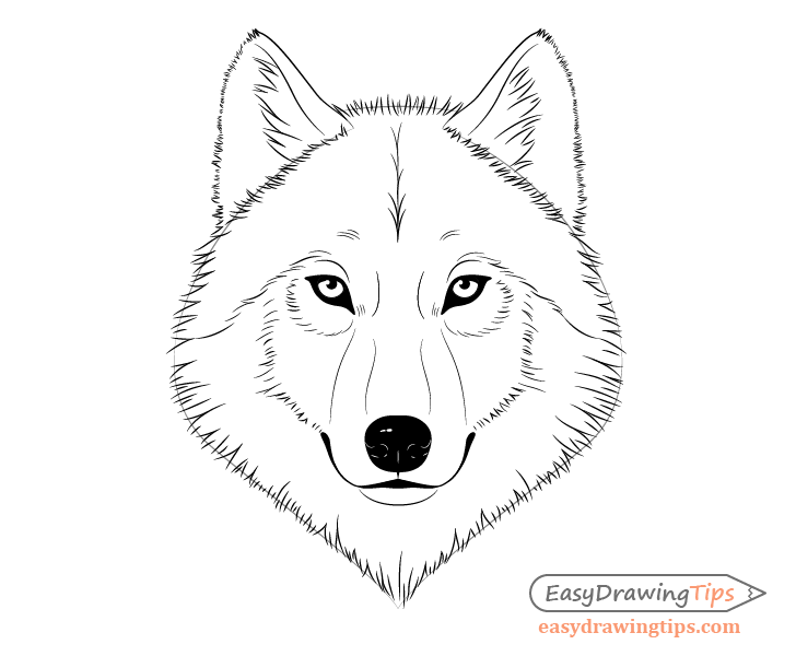 How to Draw a Wolf Face & Head Step by Step - EasyDrawingTips