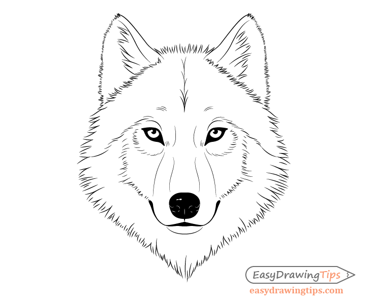 How To Draw A Wolf Face Head Step By Step Easydrawingtips