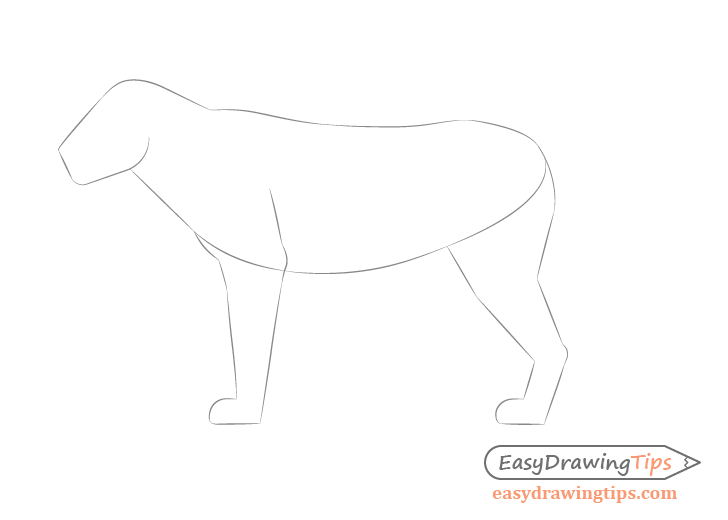 Lion legs drawing