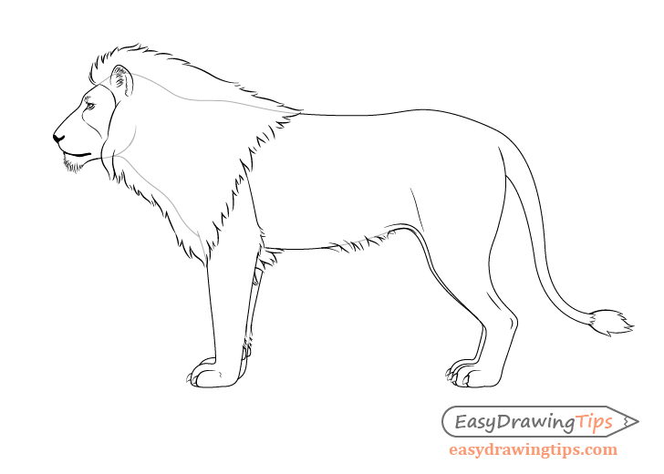 Asiatic lion Drawing by Loren Dowding - Fine Art America