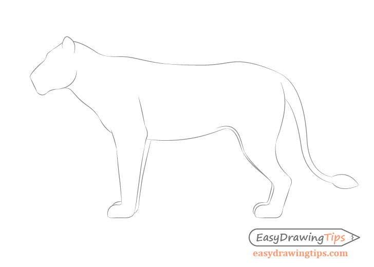 Lion outline drawing