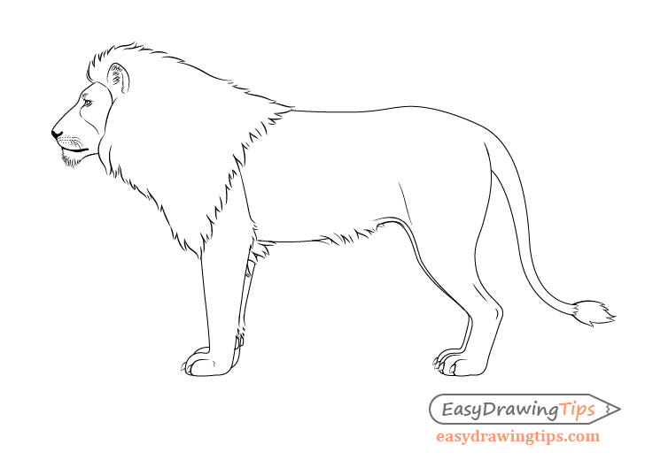 Lion drawing