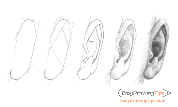 How To Draw An Ear From The Front Step By Step Easydrawingtips