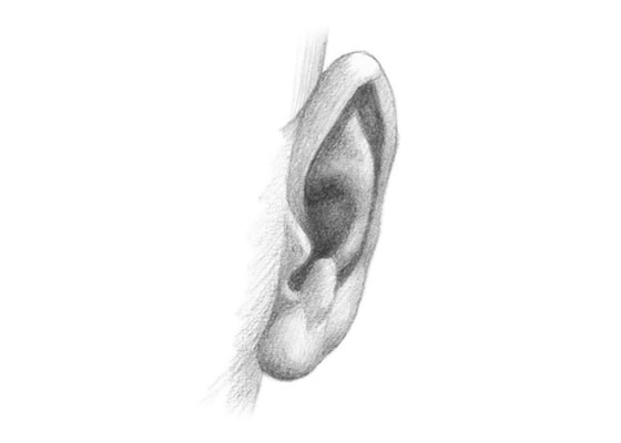 Ear front view drawing tutorial