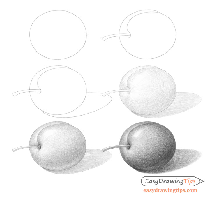 plum drawing step by step - Hướng dẫn cách Vẽ quả mận đơn giản với 6 bước cơ bản