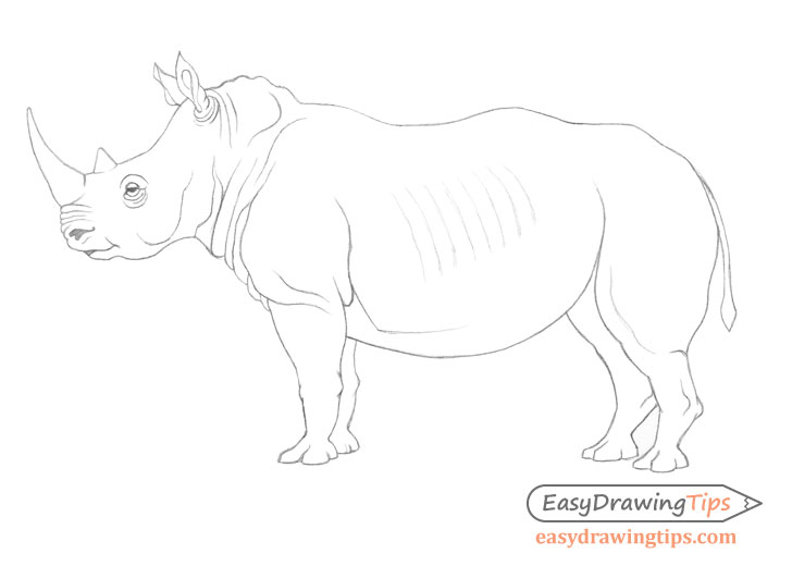 Rhinoceros drawing