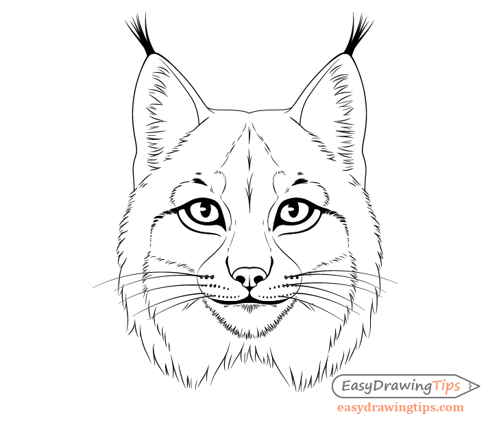 Lynx face drawing