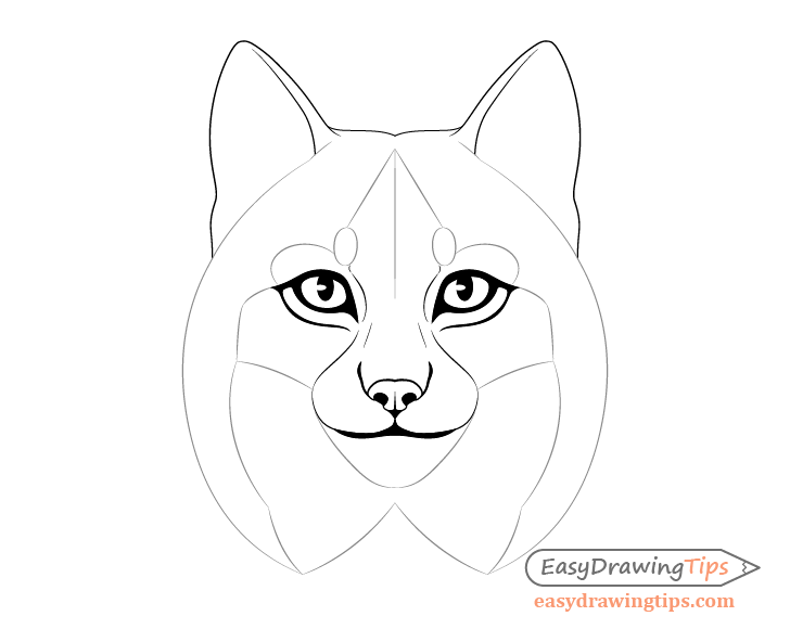 Lynx facial features fill drawing