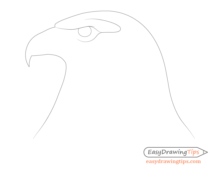 Eagle around eye details drawing