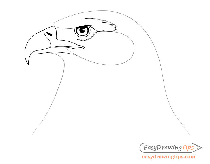 Eagle around eye feather drawing