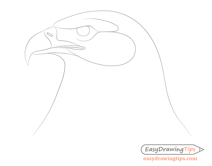 Eagle Tattoo Transparent  Eagle Face Drawing Tattoo HD Png Download  vhv