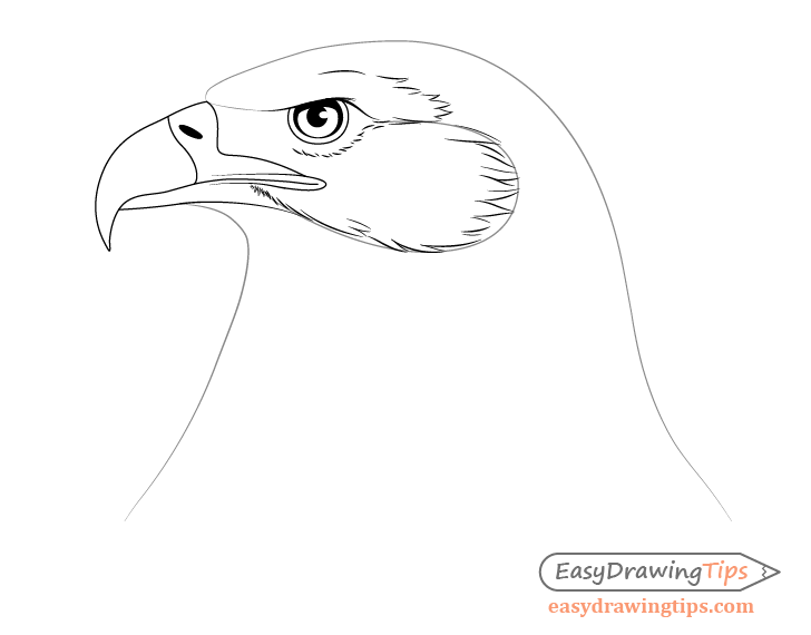 Eagle Hand Drawn Vector Llustration Realistic Sketch Illustration Stock  Vector by ©Elalalala.yandex.ru 351689498