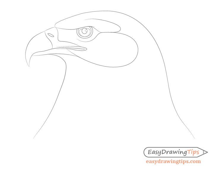 Eagle eye details drawing