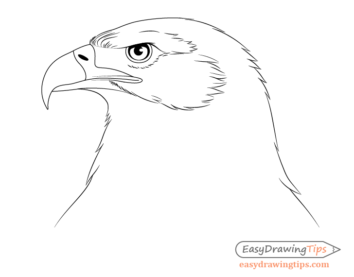 Eagle forehead details drawing