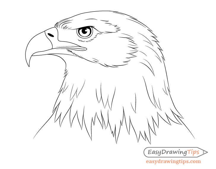 eagle head sketch