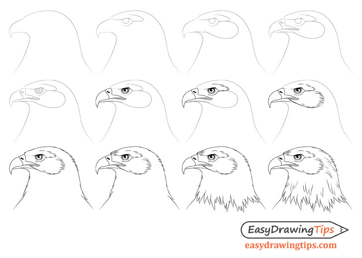 Eagle head drawing step by step