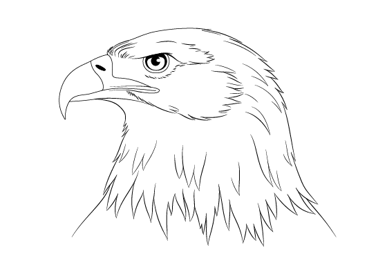 How to Draw an Eagle Head Step by Step - EasyDrawingTips