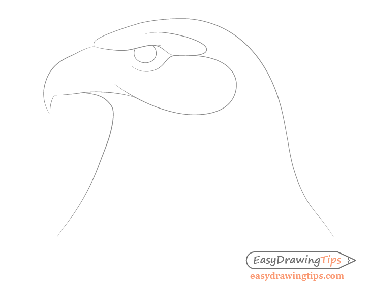 Eagle lower face drawing