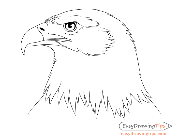 Eagle neck feathers drawing