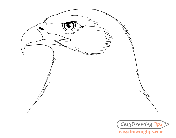 Eagle head feather outline drawing