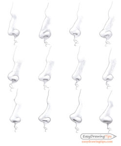 How to Draw Different Nose Types - EasyDrawingTips