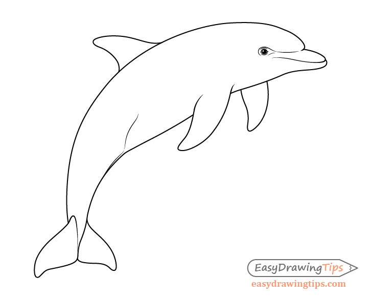 Dolphin drawing