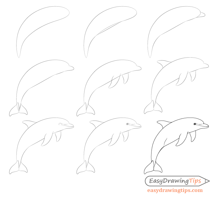 Dolphin drawing step by step