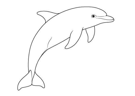 Dolphin drawing tutorial