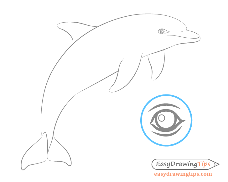 Dolphin eye drawing