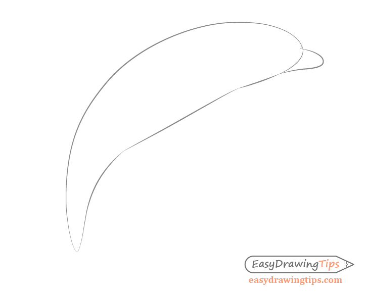 Dolphin nose drawing