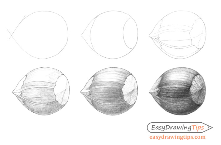 Hazelnut drawing step by step