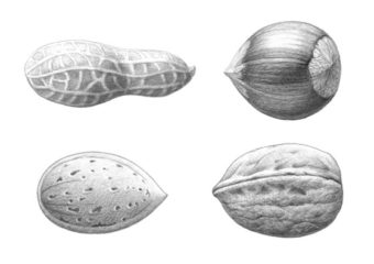 Nuts drawing tutorial