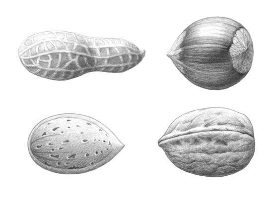 Nuts drawing tutorial