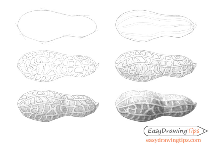 Peanut drawing step by step