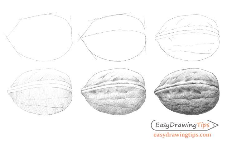 Walnut drawing step by step